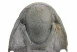 Flying Crotalocephalina Trilobite - Exposed Hypostome #359159-6